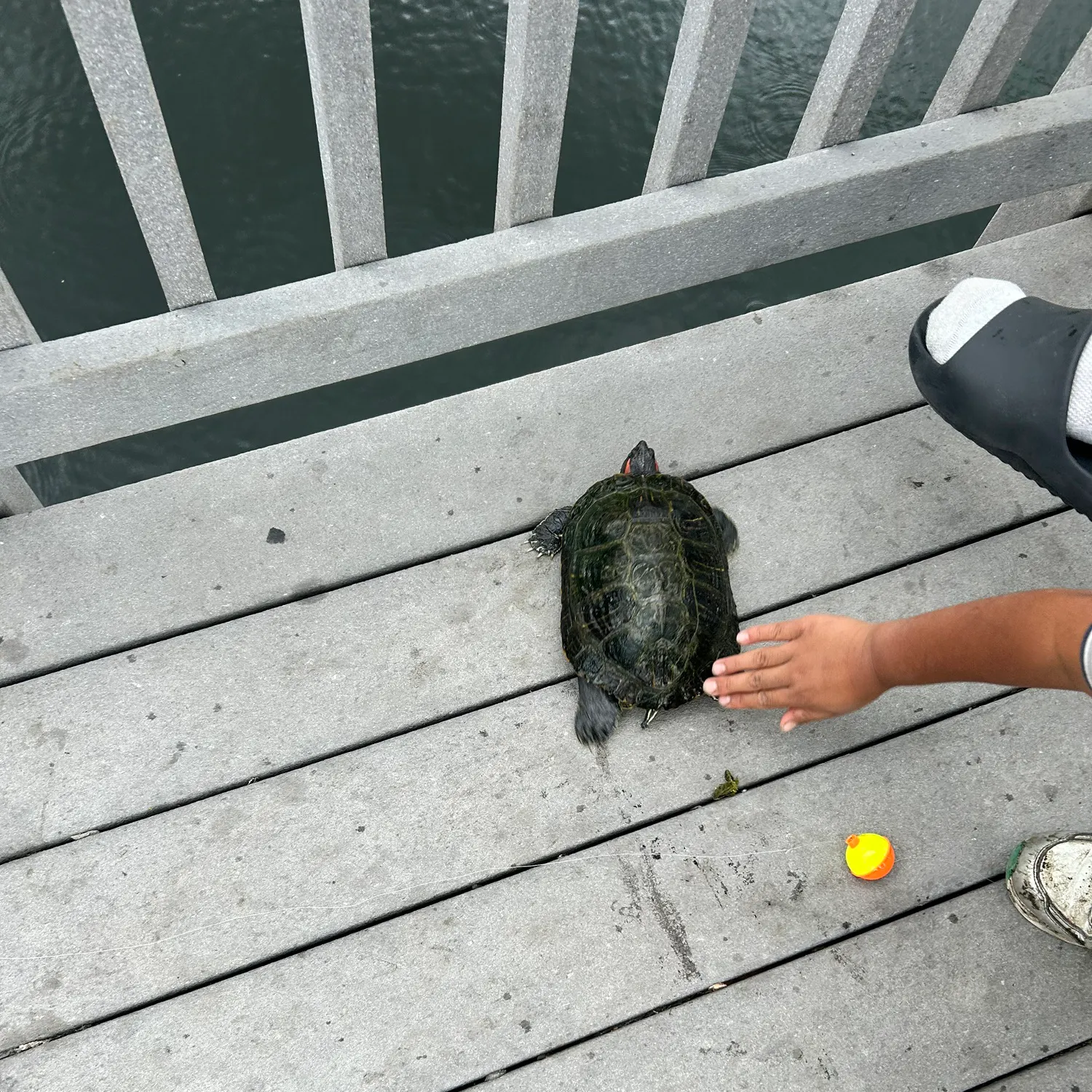 The most recent Painted turtle catches on Fishbrain