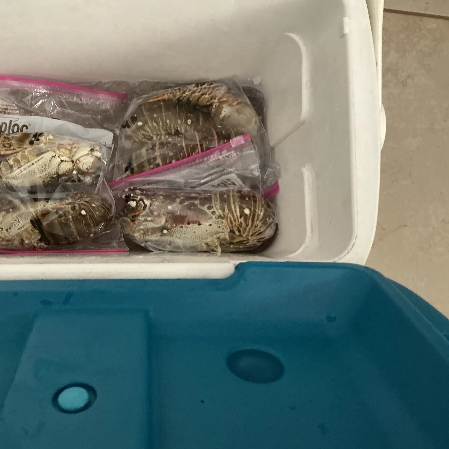 The most recent Caribbean spiny lobster catches on Fishbrain