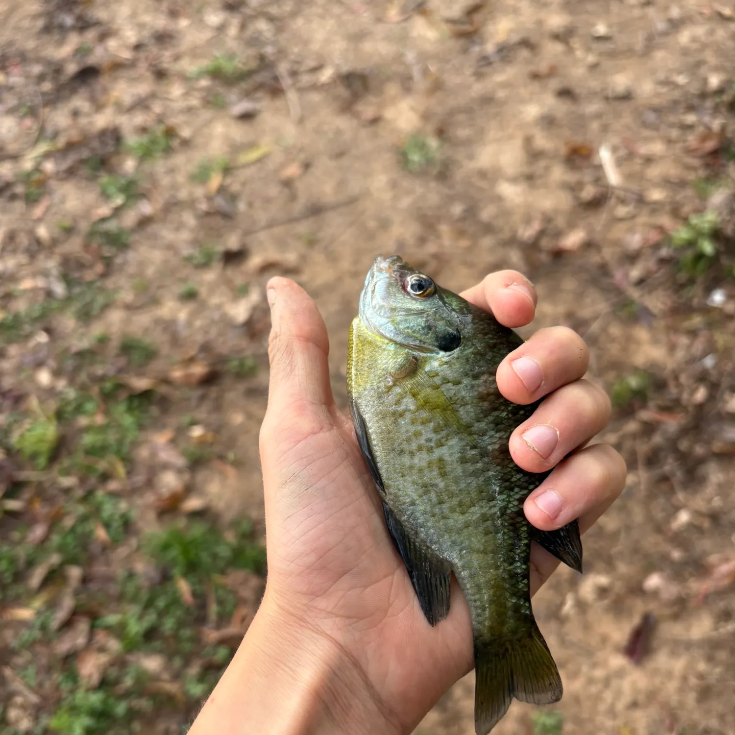 Bluegill caught on Fishbrain