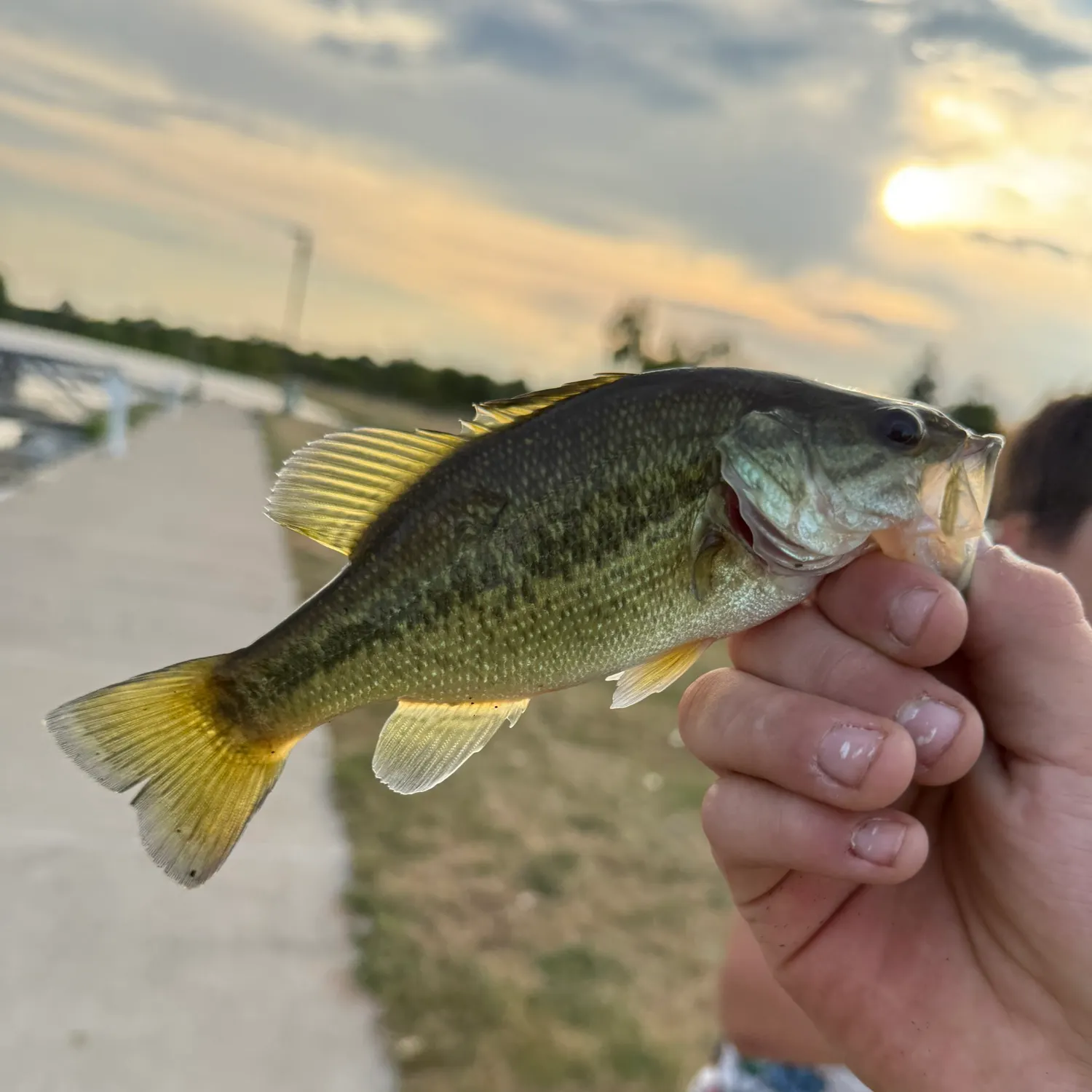Fish caught on Fishbrain