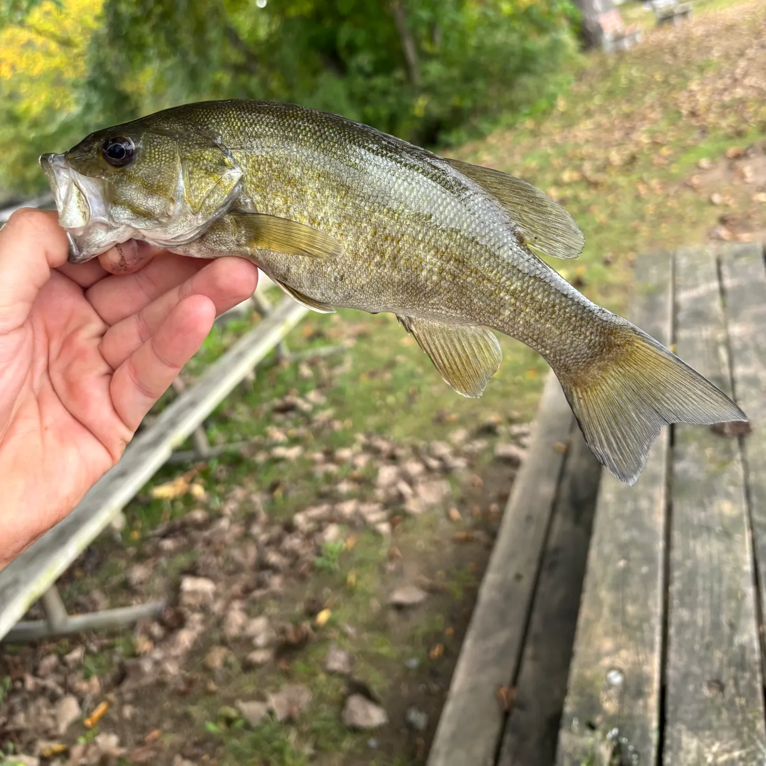 Smallmouth bass caught on Fishbrain