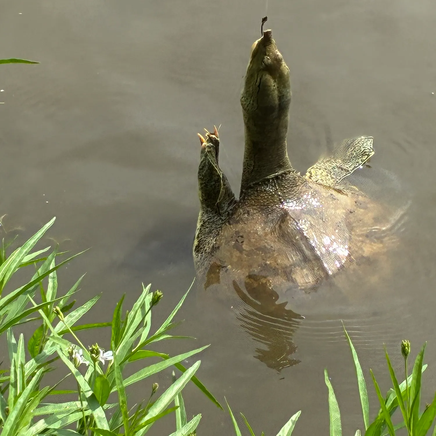 The most recent Spiny softshell turtle catches on Fishbrain