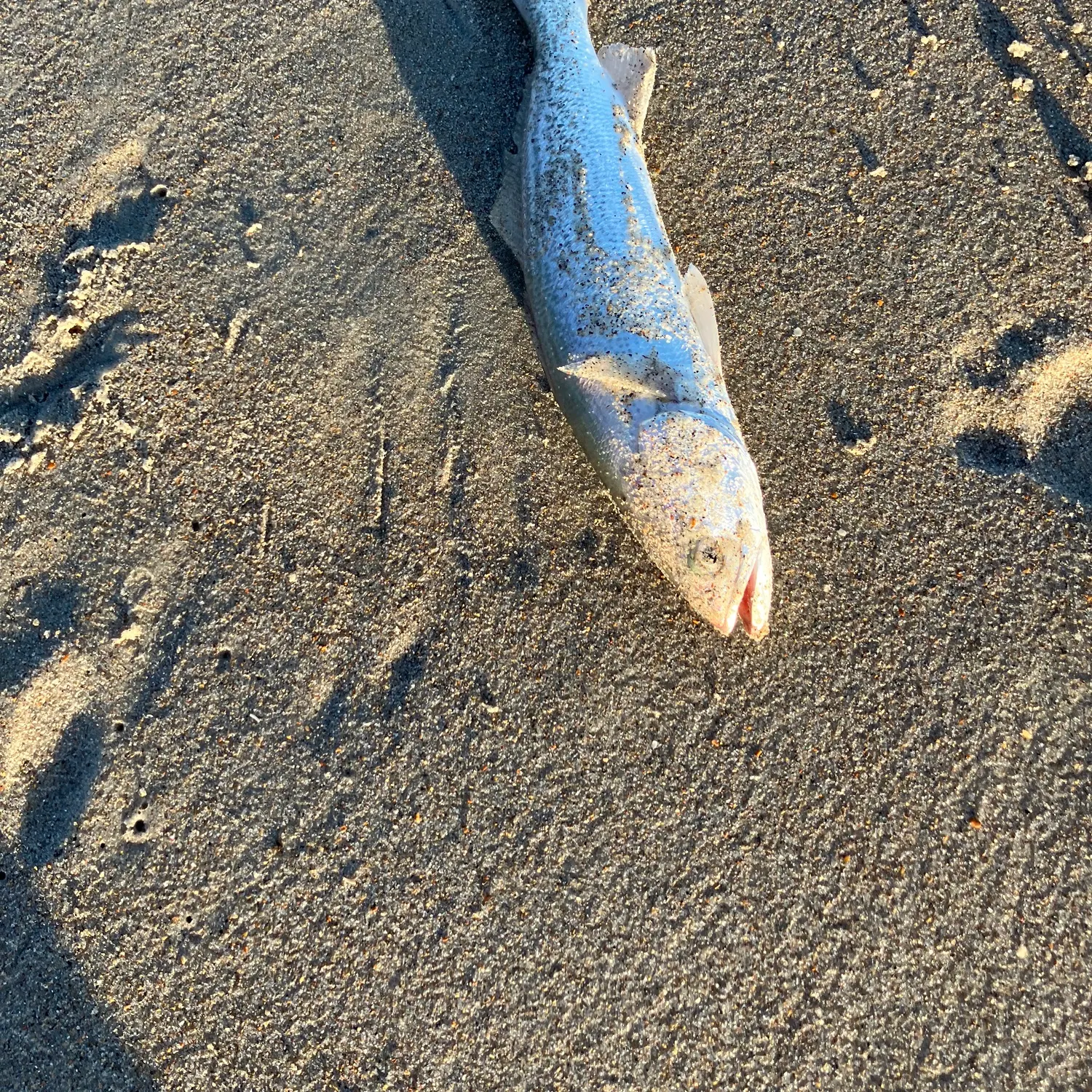 The most recent Law croaker catches on Fishbrain