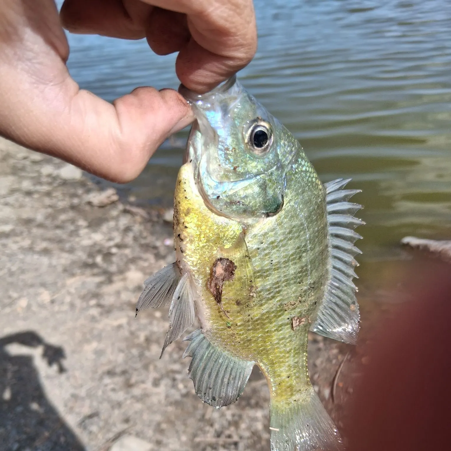 Bluegill caught on Fishbrain