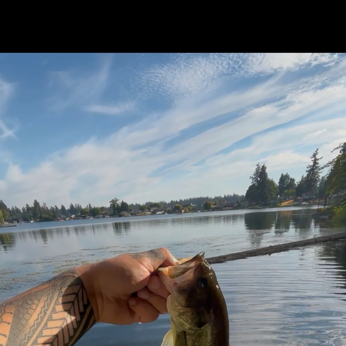 Largemouth bass caught on Fishbrain