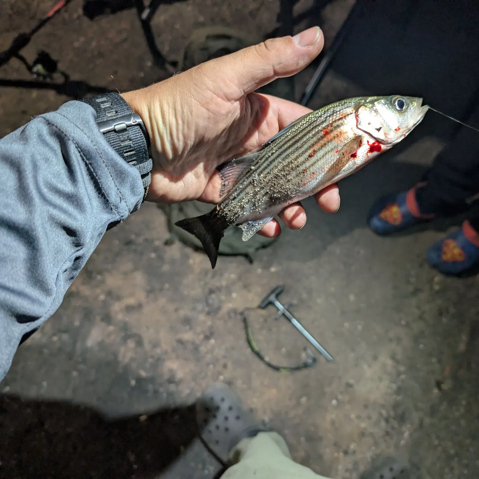 Striped bass caught on Fishbrain