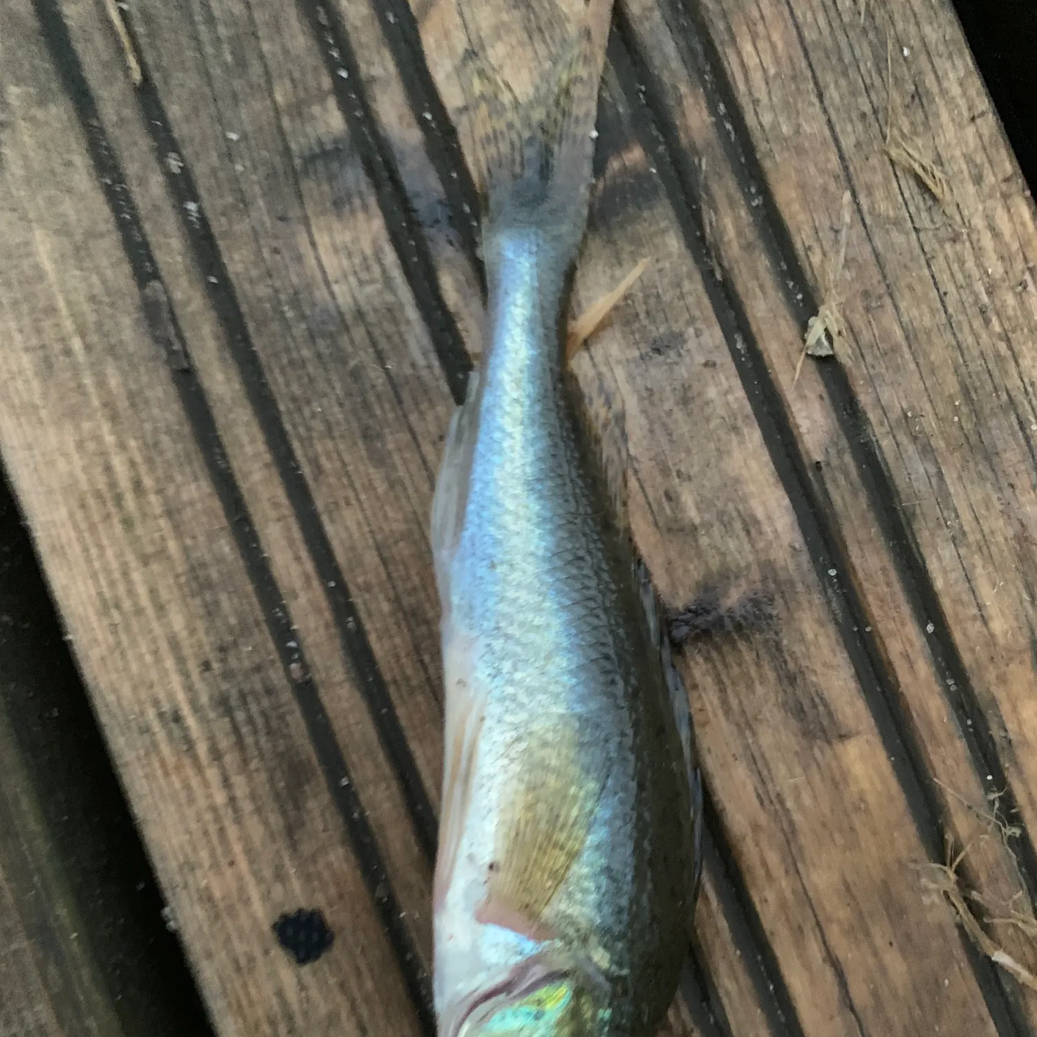 The most recent Balon's ruffe catches on Fishbrain