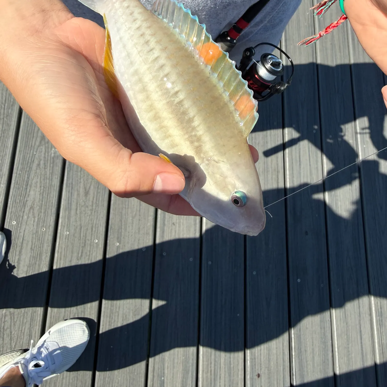 The most recent Princess parrotfish catches on Fishbrain