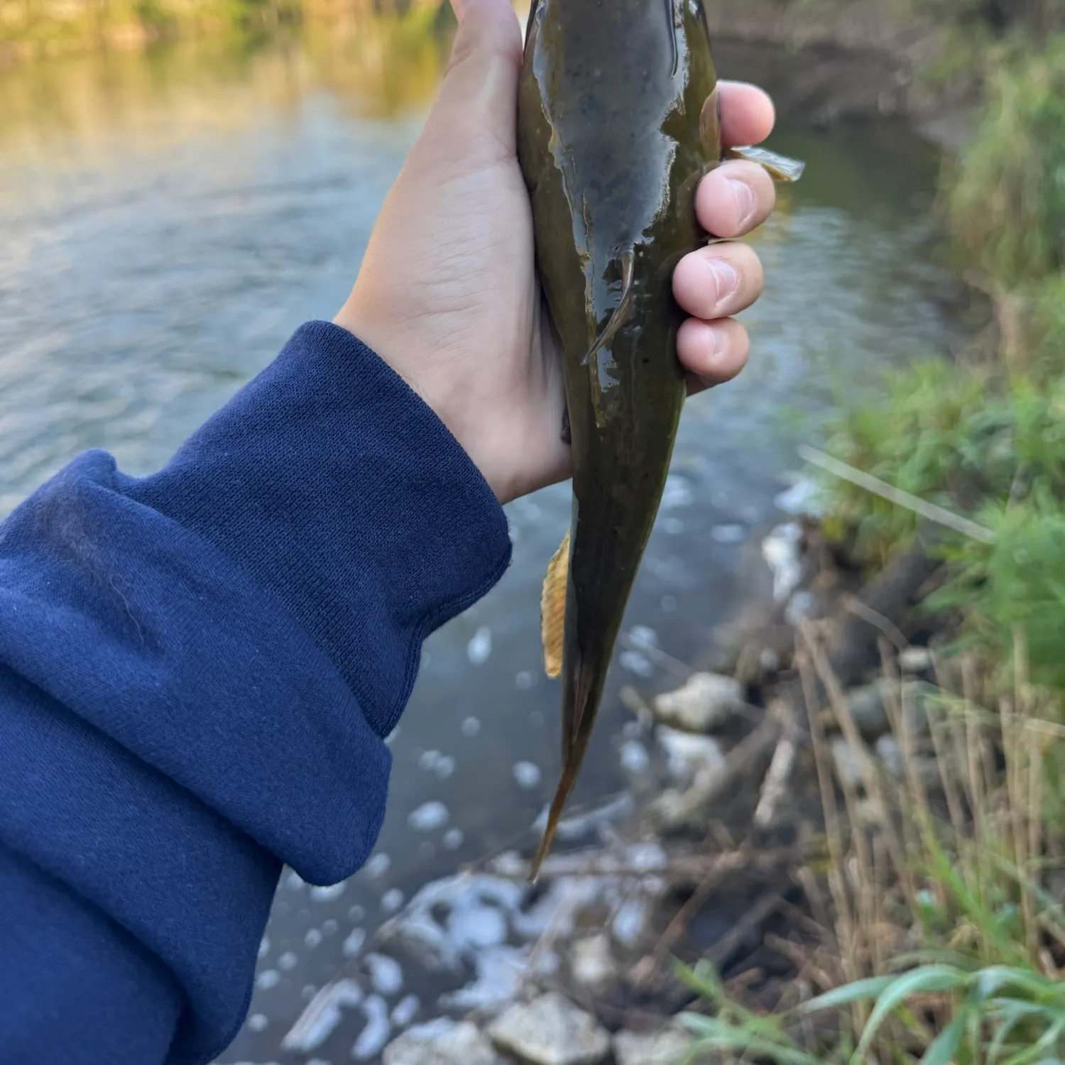 Yellow bullhead caught on Fishbrain