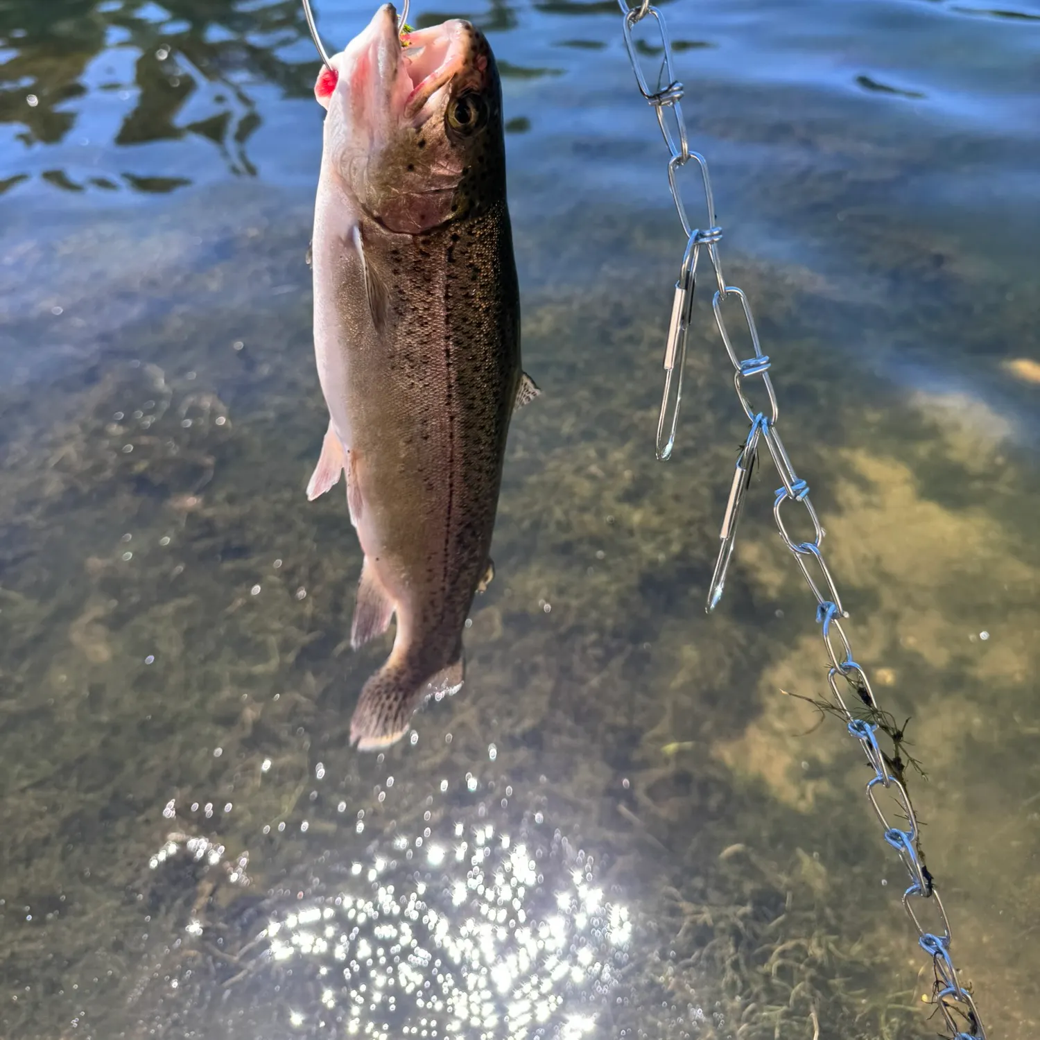 Rainbow trout caught on Fishbrain