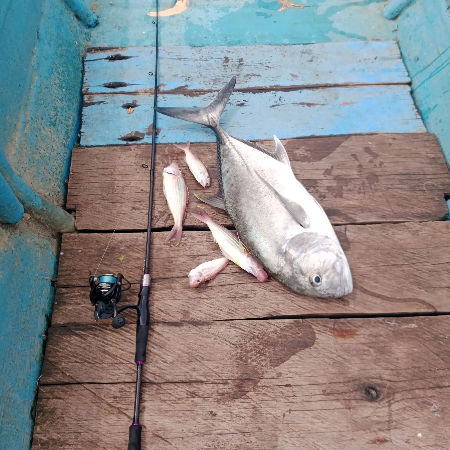 The most recent Giant trevally catches on Fishbrain