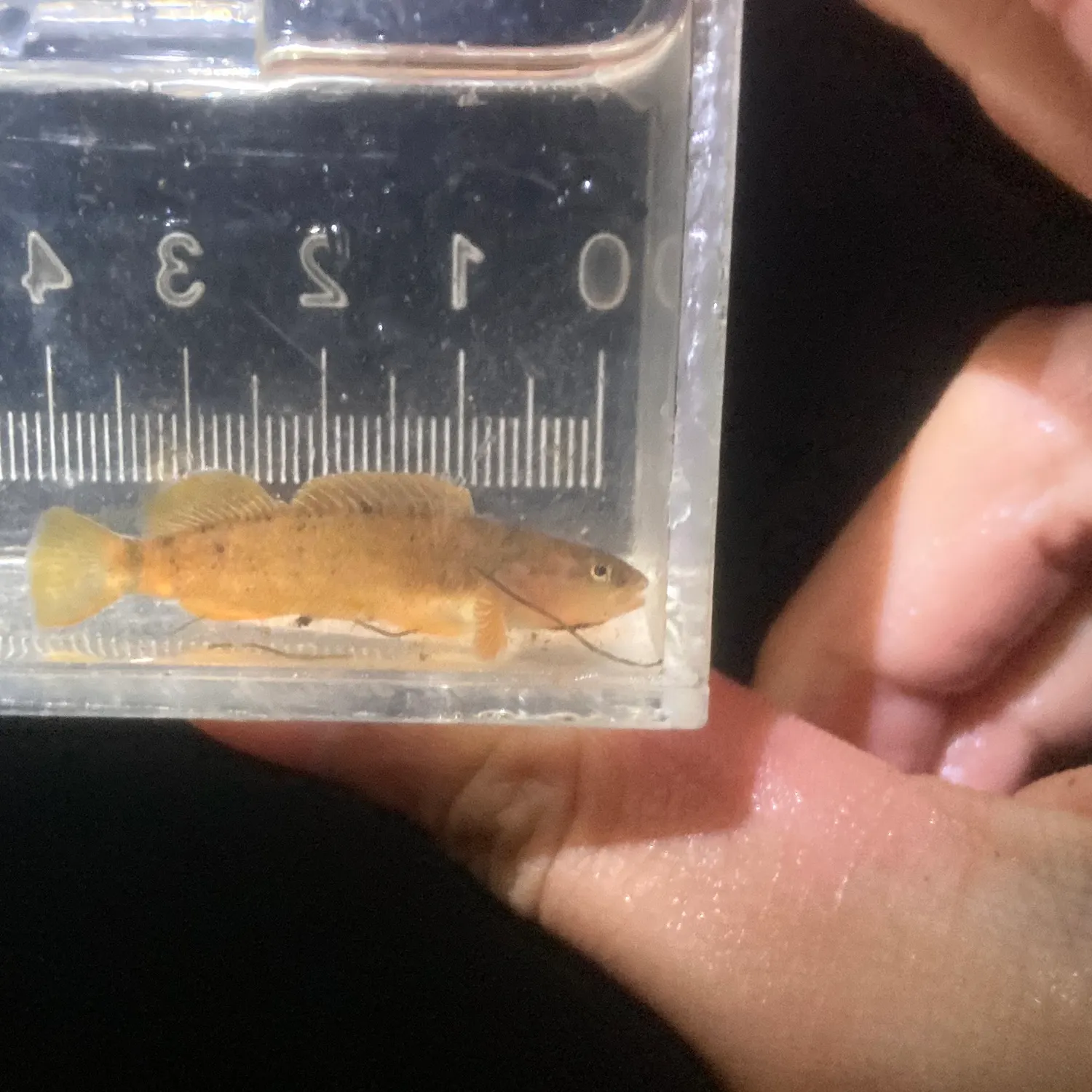 The most recent Tippecanoe darter catches on Fishbrain