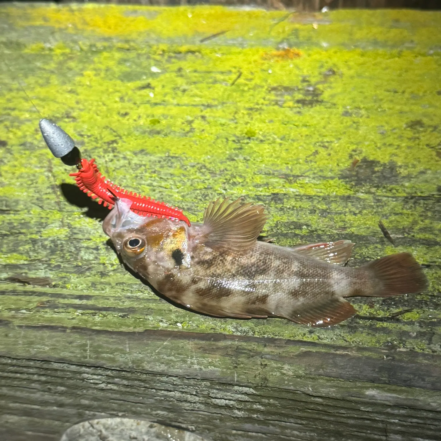 The most recent Copper rockfish catches on Fishbrain