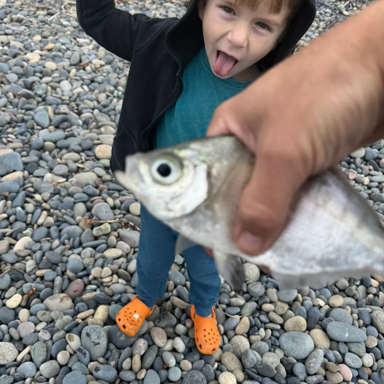 The most recent Walleye surfperch catches on Fishbrain