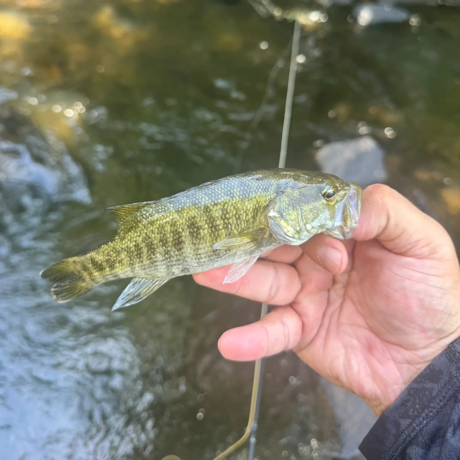 The most recent Tallapoosa bass catches on Fishbrain