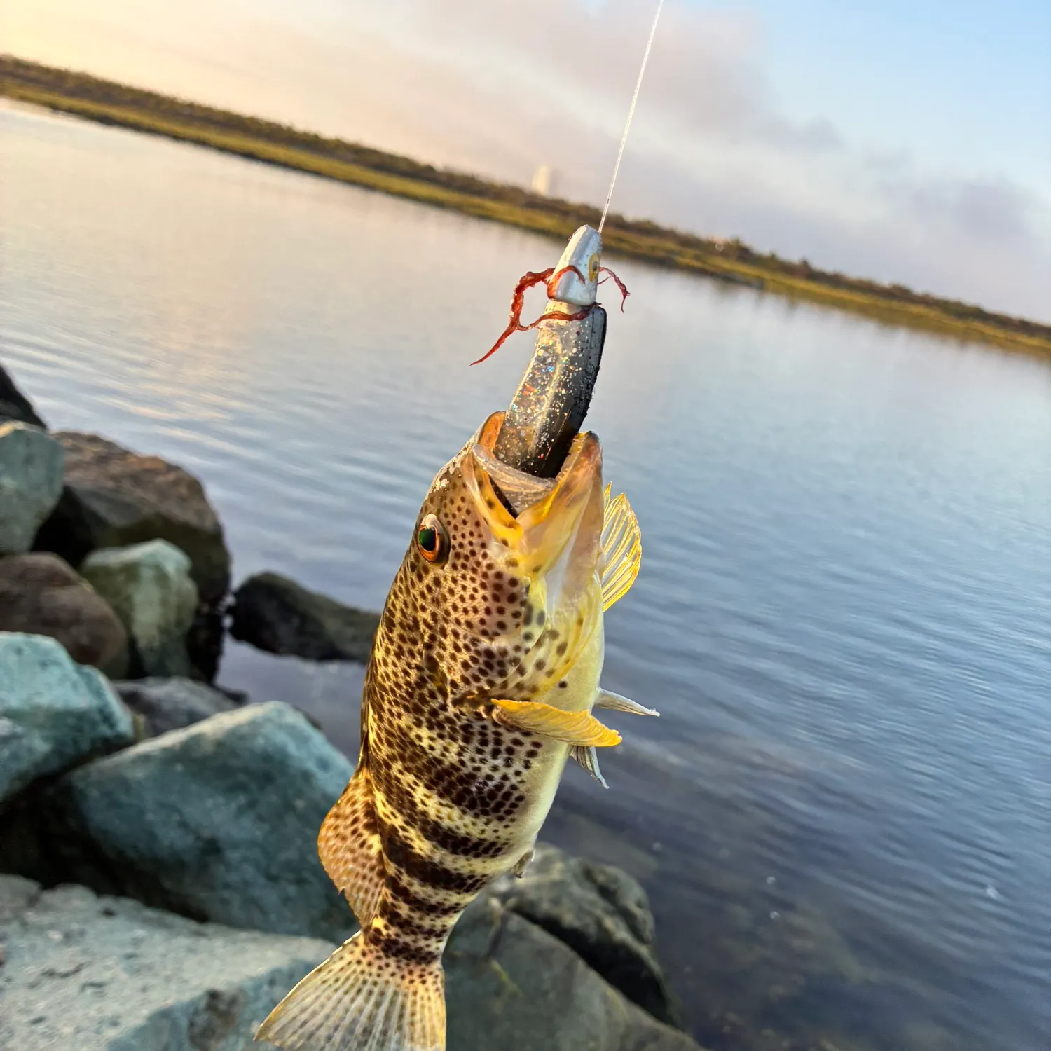Spotted sand bass caught on Fishbrain