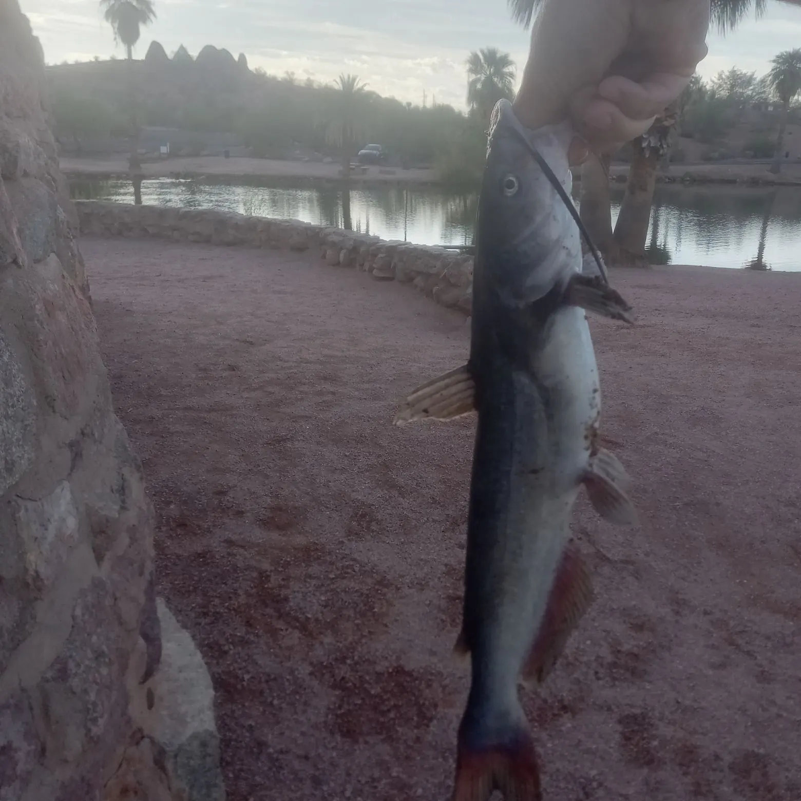 Channel catfish caught on Fishbrain