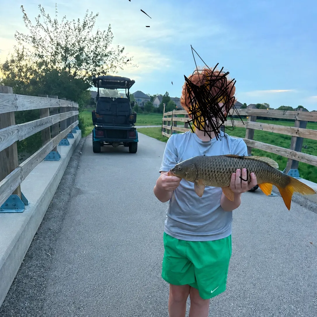 Common carp caught on Fishbrain