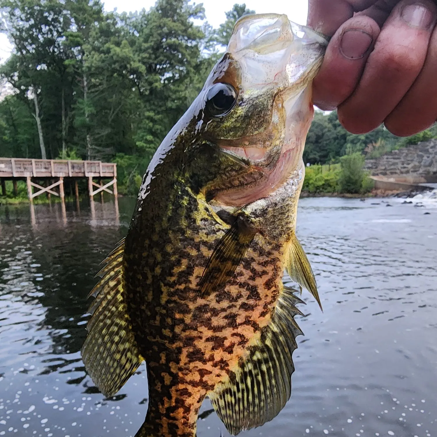 Black crappie caught on Fishbrain