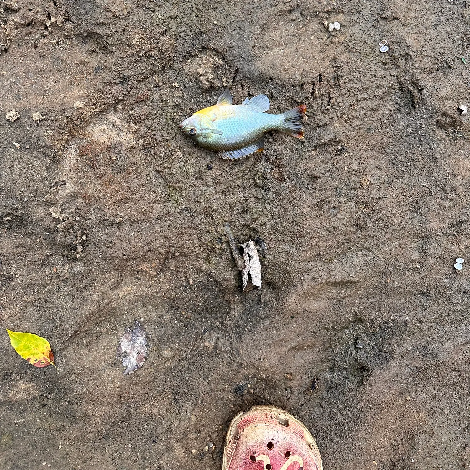 Longear sunfish caught on Fishbrain