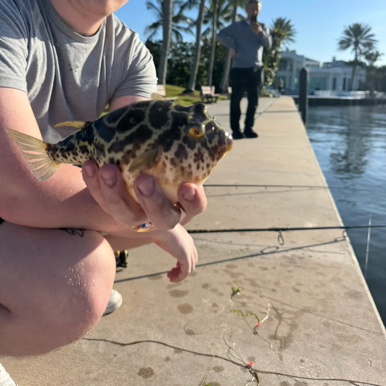 The most recent Checkered puffer catches on Fishbrain