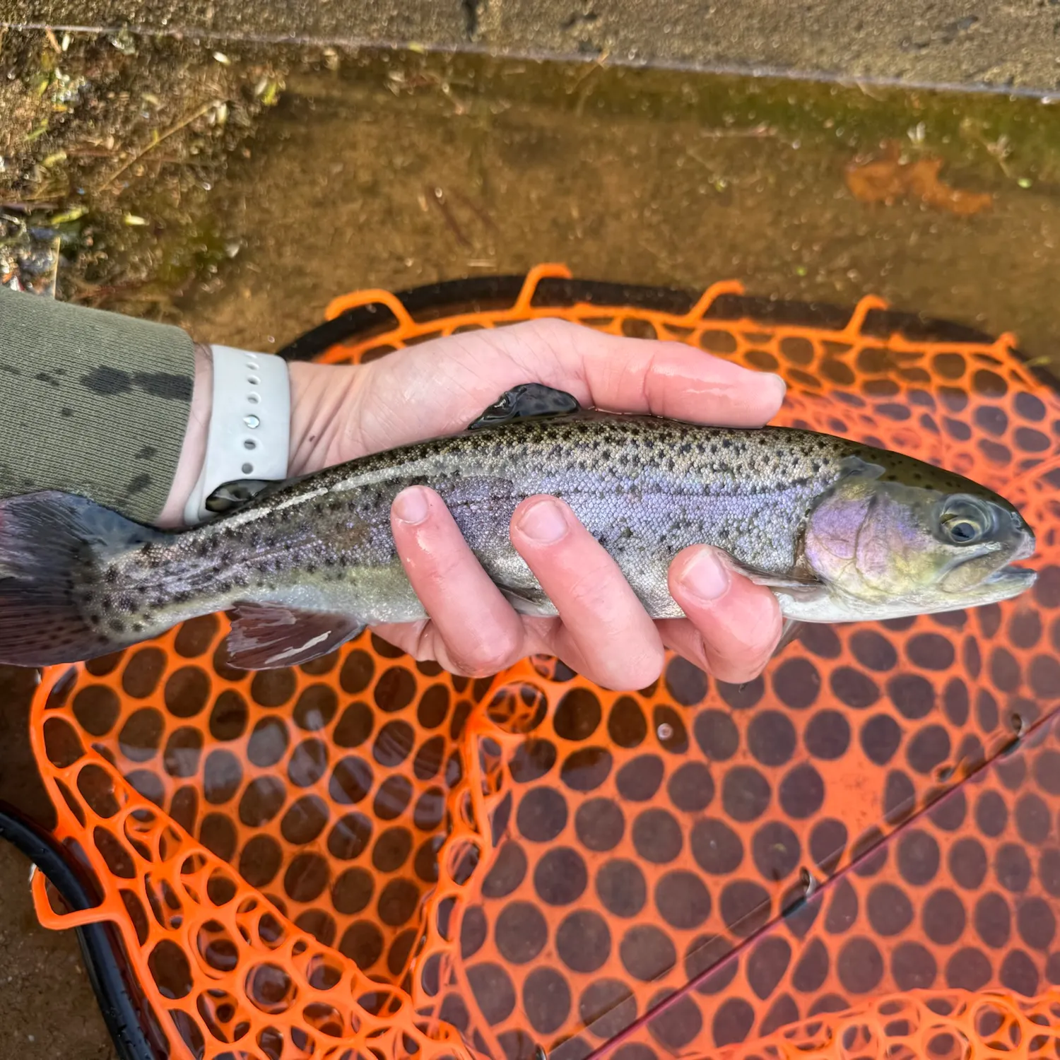 Rainbow trout caught on Fishbrain