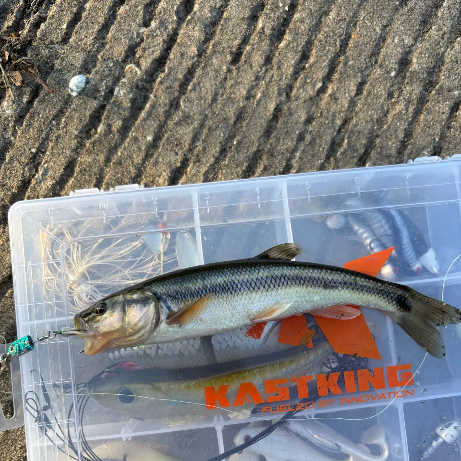 Creek chub caught on Fishbrain