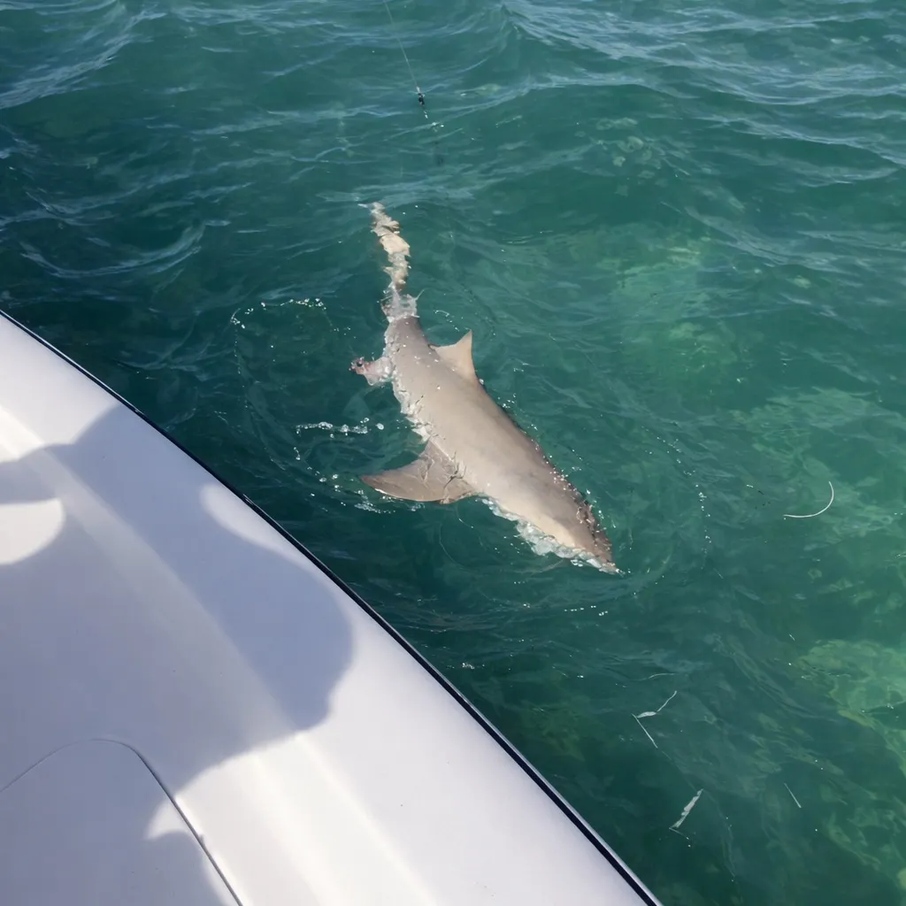 The most recent Silvertip shark catches on Fishbrain