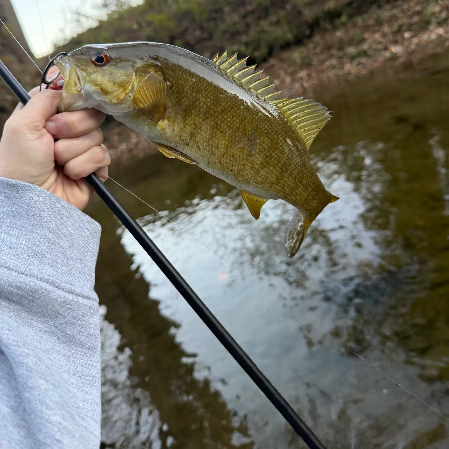 Smallmouth bass caught on Fishbrain