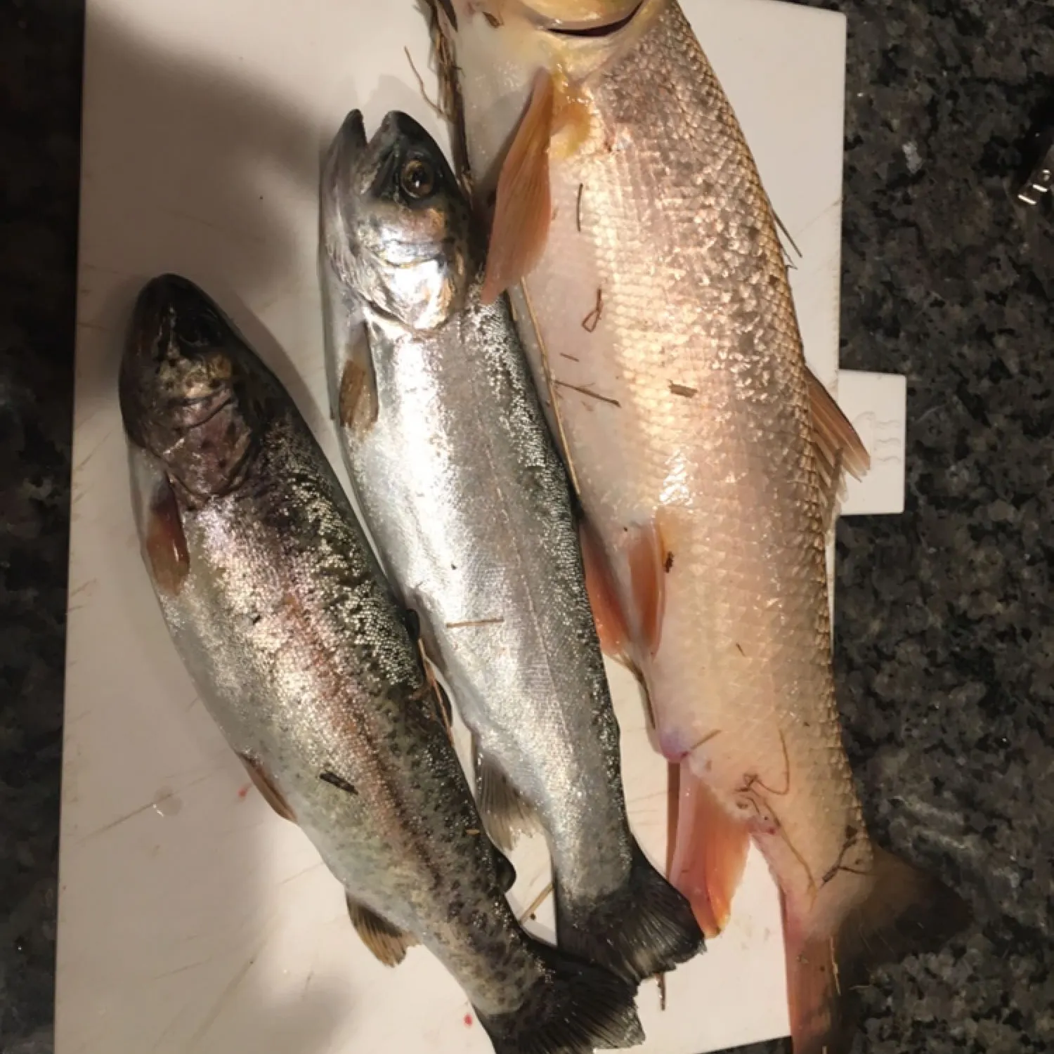 angler catch