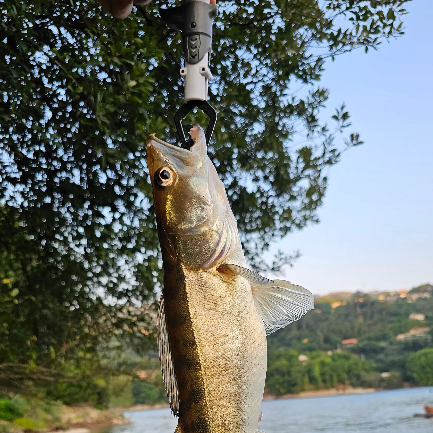 The most recent Zander catches on Fishbrain