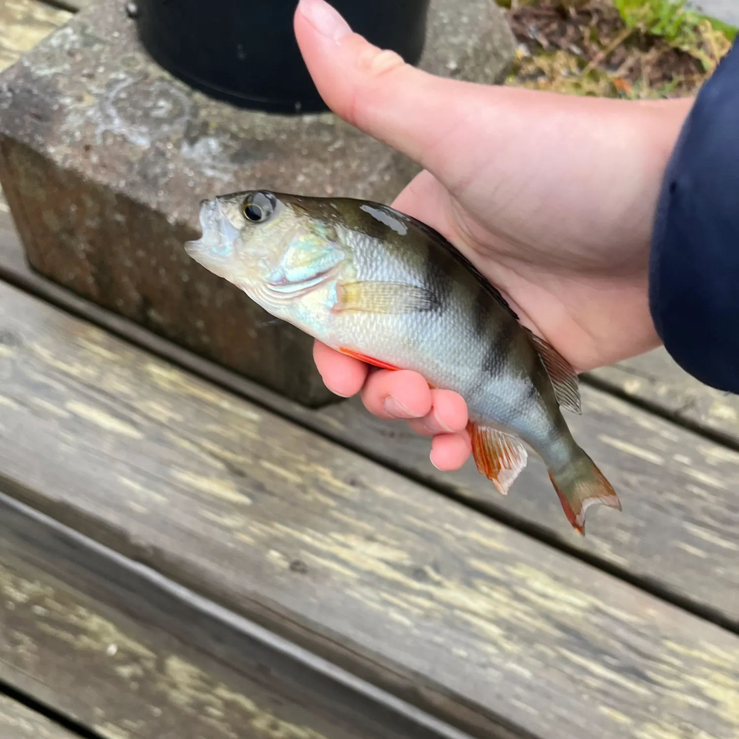 European perch caught on Fishbrain