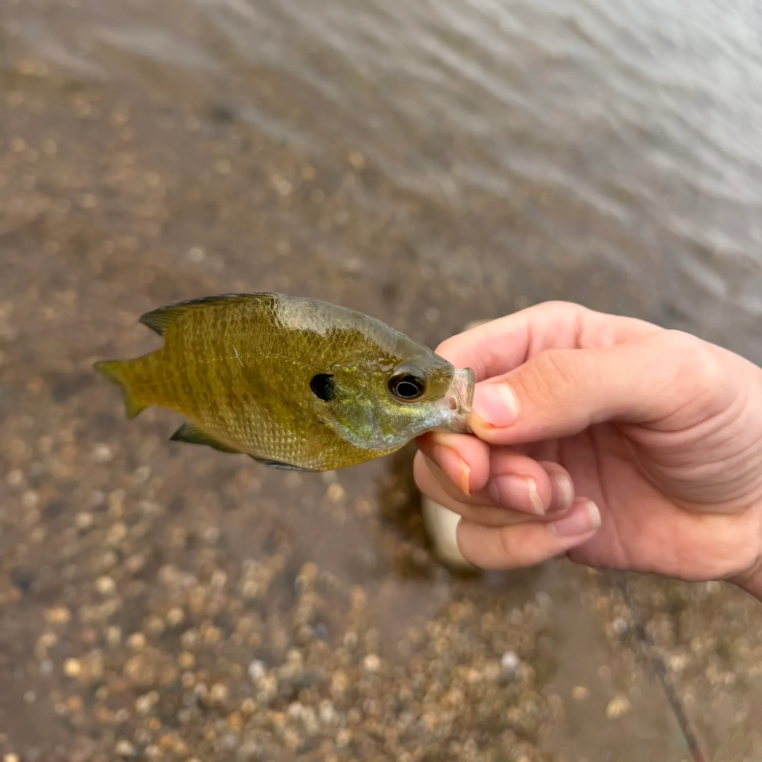 Bluegill caught on Fishbrain