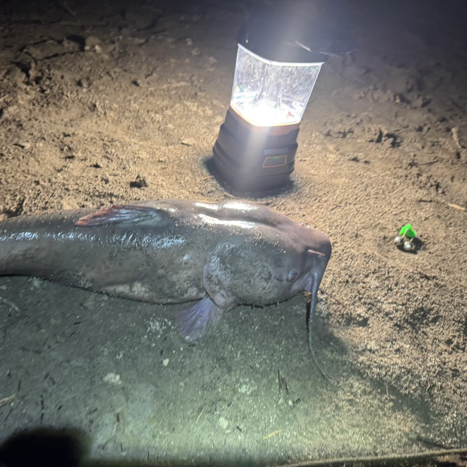 Channel catfish caught on Fishbrain