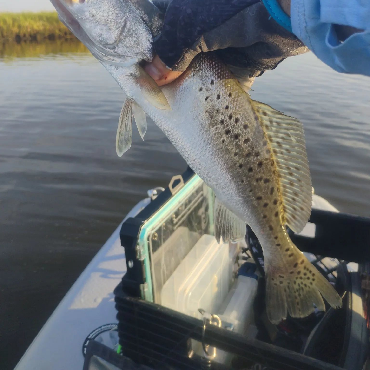 Spotted seatrout caught on Fishbrain