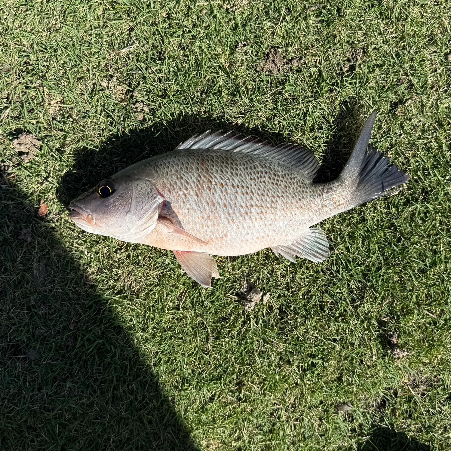 The most recent Mangrove snapper catches on Fishbrain