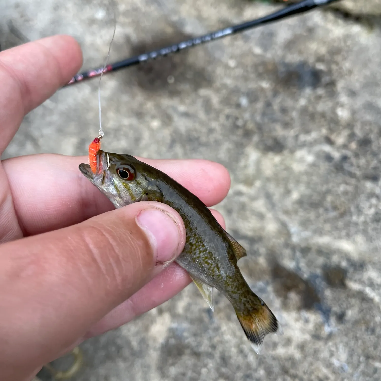 Smallmouth bass caught on Fishbrain