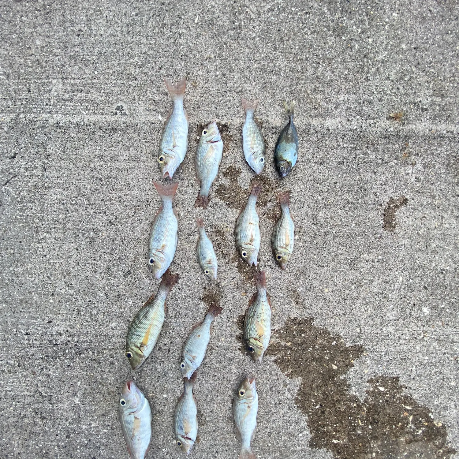 recently logged catches