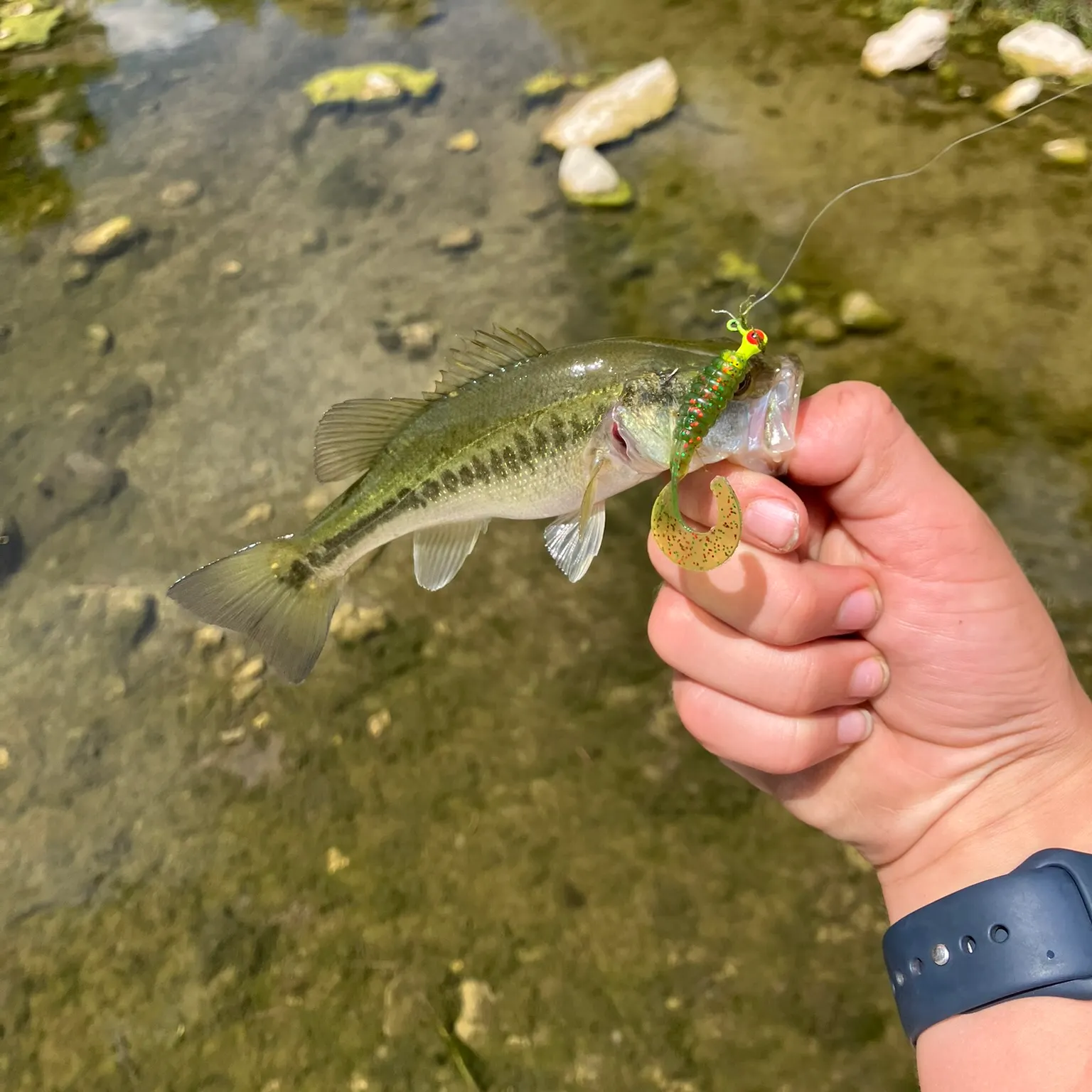 Largemouth bass caught on Fishbrain