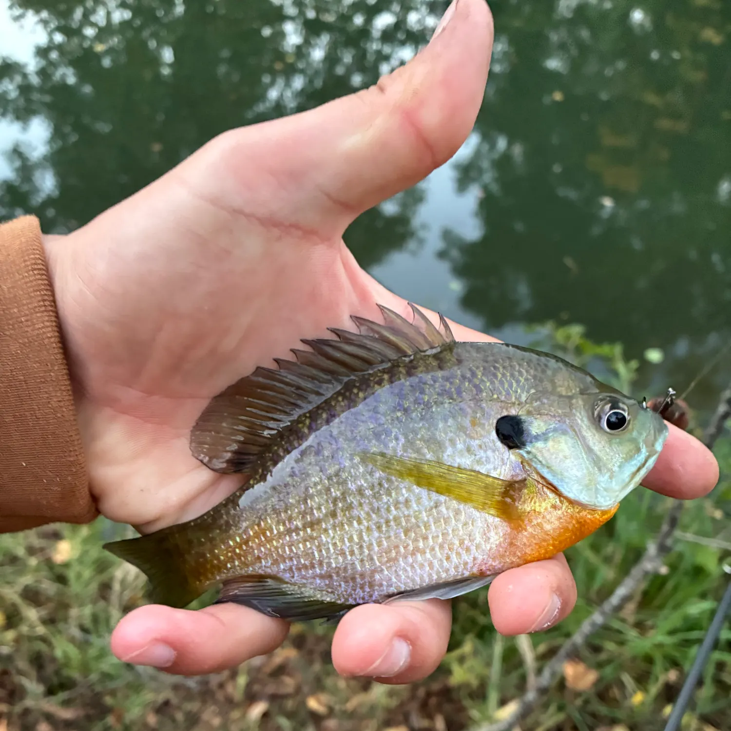Bluegill caught on Fishbrain