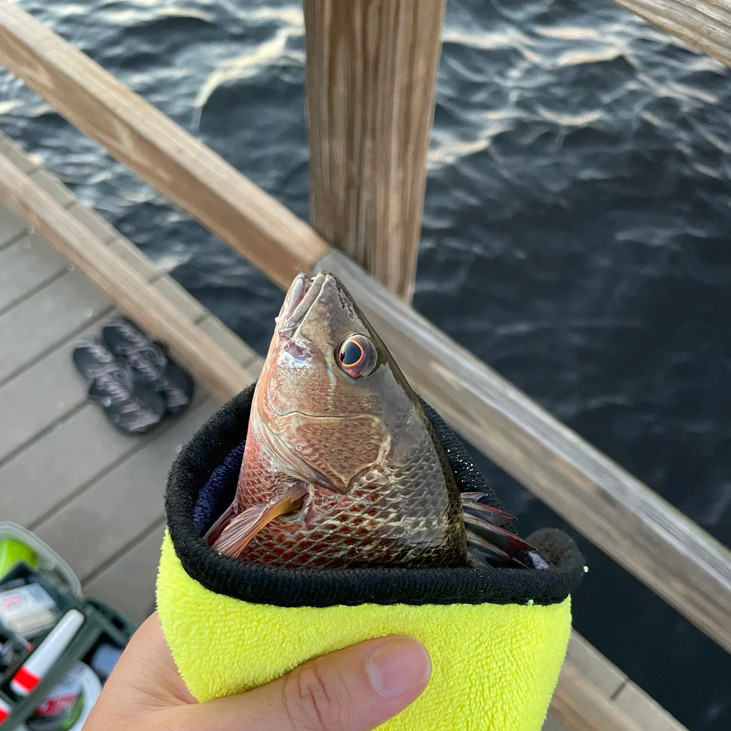 Mangrove snapper caught on Fishbrain