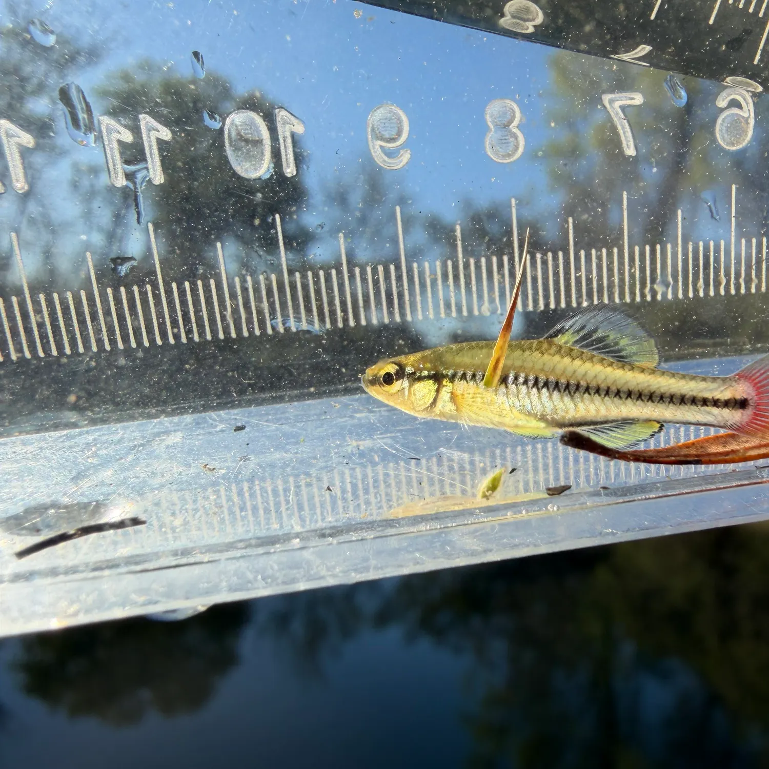 The most recent Bluefin killifish catches on Fishbrain