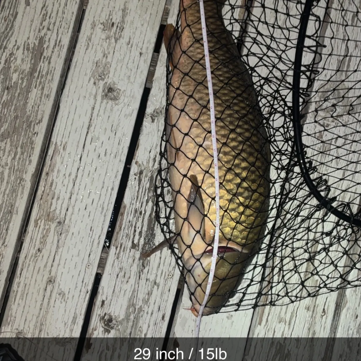 Common carp caught on Fishbrain