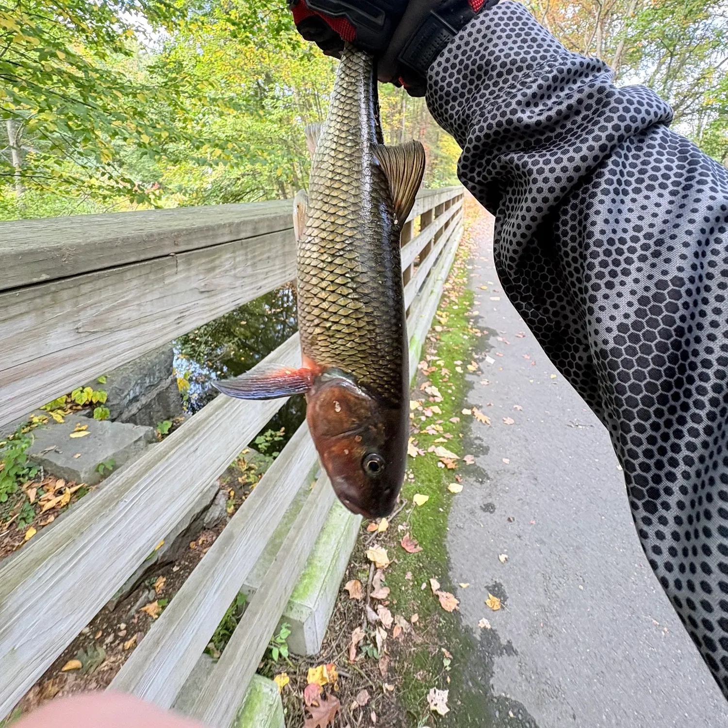 Fallfish caught on Fishbrain