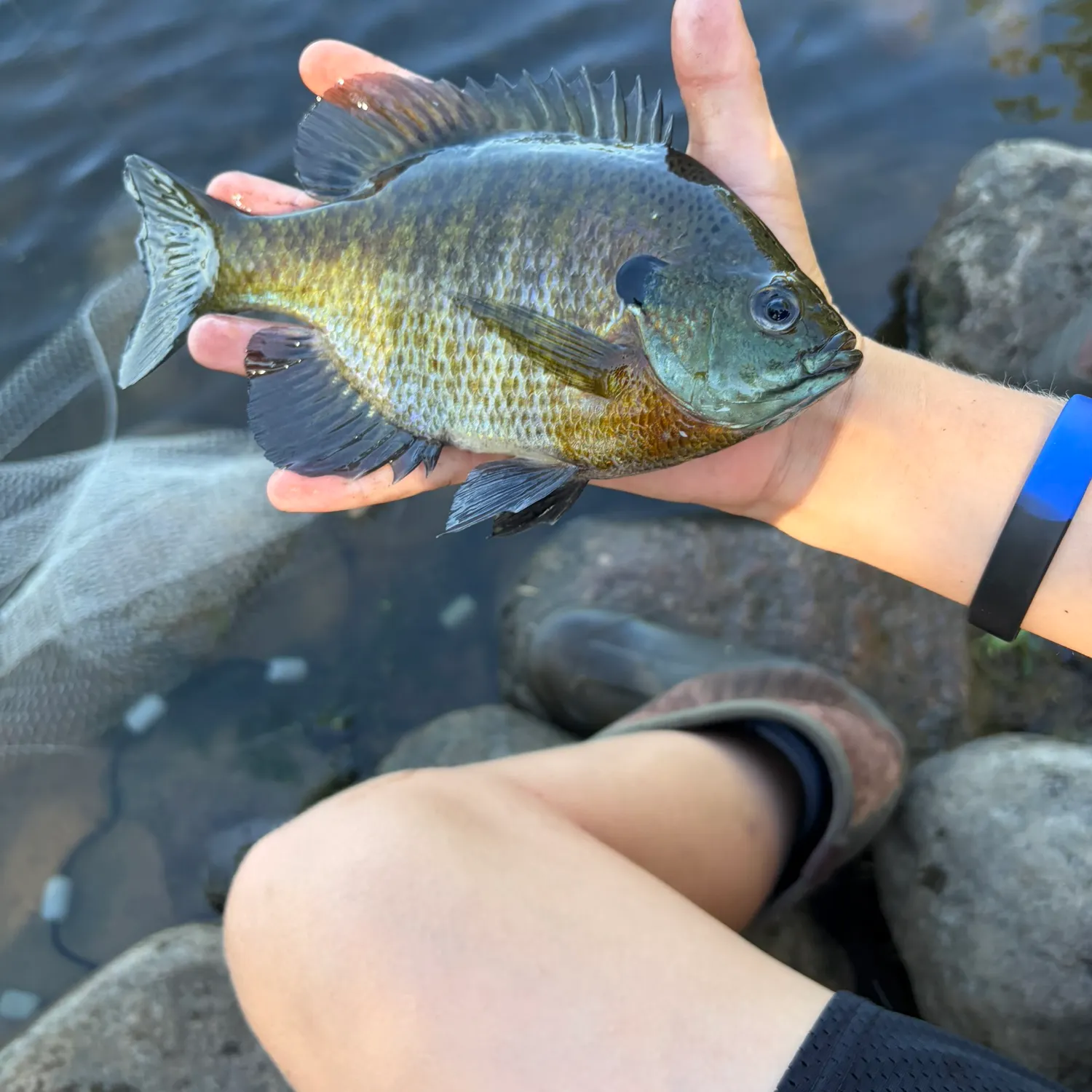 Bluegill caught on Fishbrain
