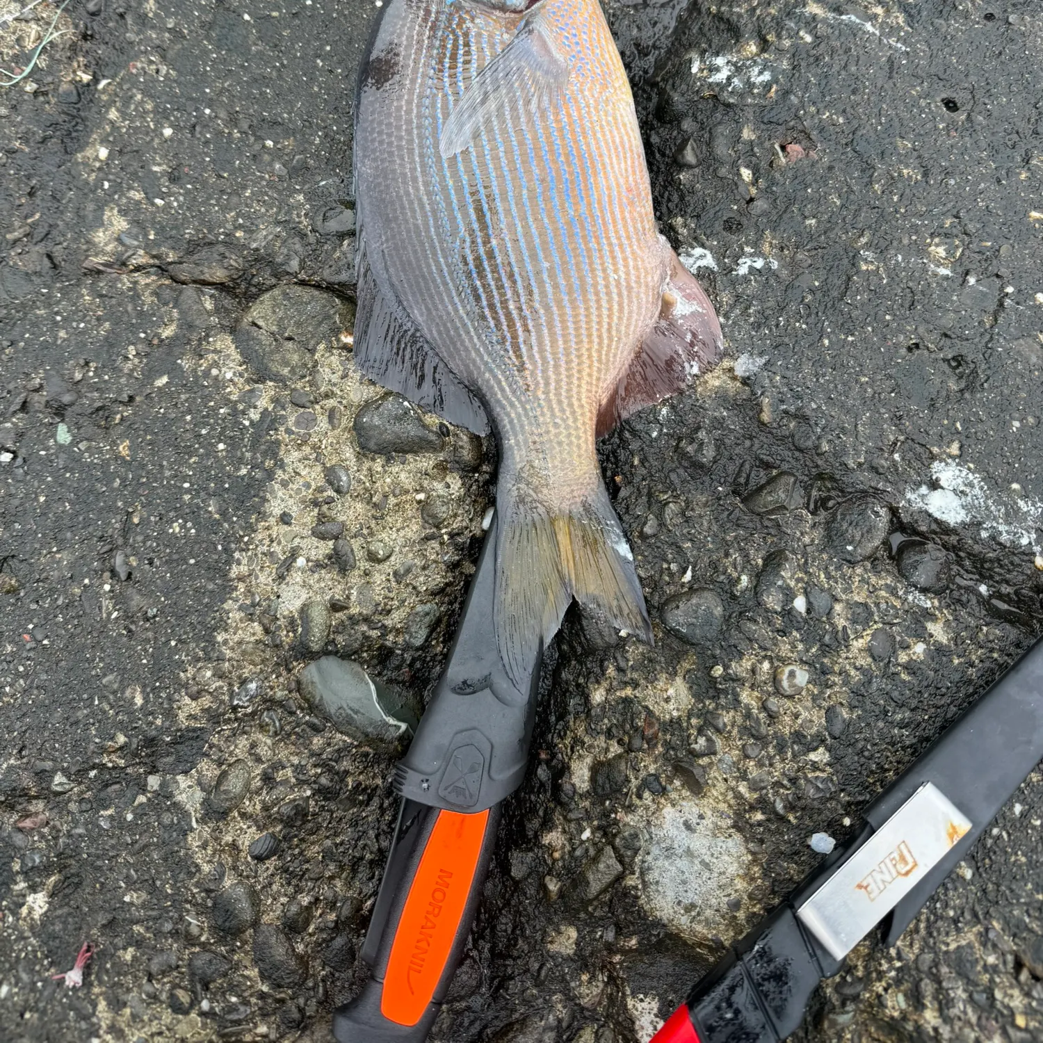 The most recent Striped seaperch catches on Fishbrain