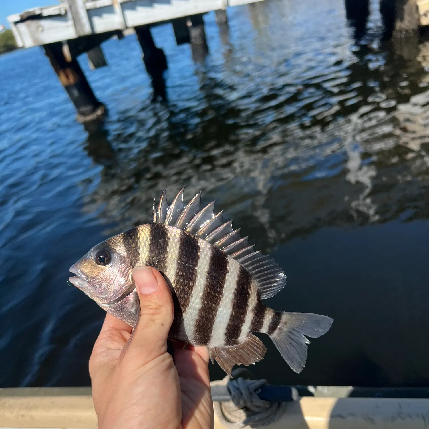 The most recent Sheepshead catches on Fishbrain