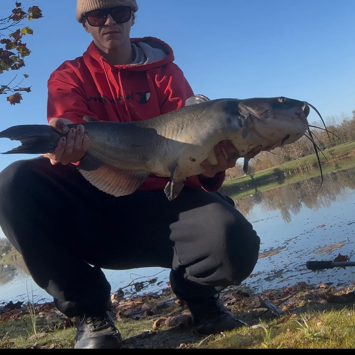 Channel catfish caught on Fishbrain
