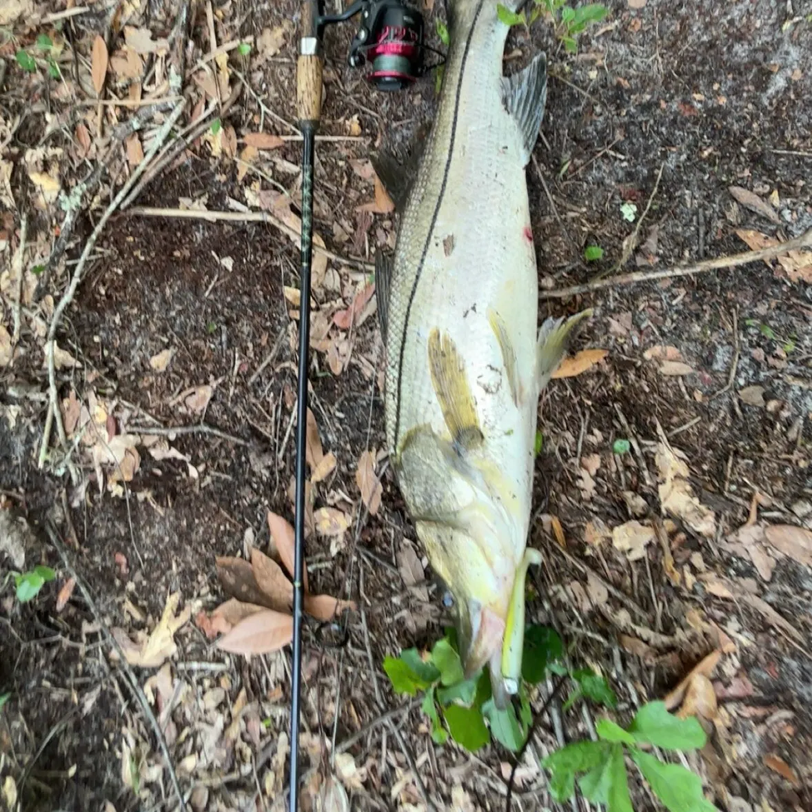 Fat snook caught on Fishbrain