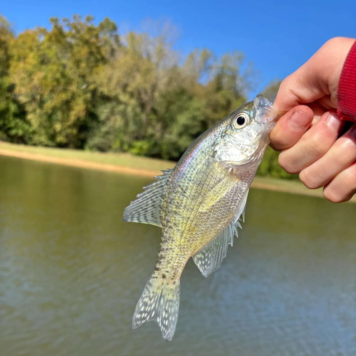 White crappie caught on Fishbrain